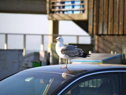 bird on car