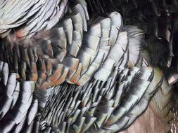 macro photo of turkey feathers