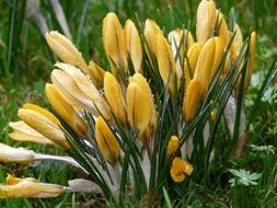 impressively beautiful Crocus yellow