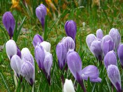 goodly Crocus violet