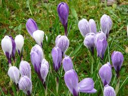 Crocus garden flowers