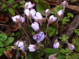 Hepatica Rain Wet flowers