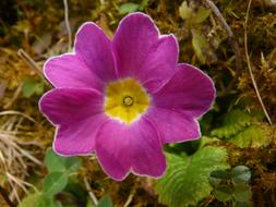 extraordinarily beautiful Primula SchlÃ¼sselblume