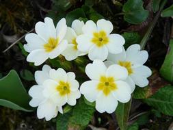 goodly Primula Schlusselblume