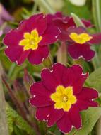 absolutely beautiful Primula