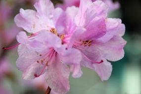 blooming pink flowers close up on blurred background