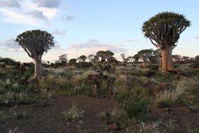 big Dichotoma Aloe Trees