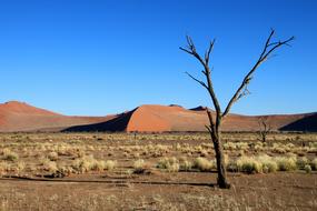 Dunes Steppe and Tree