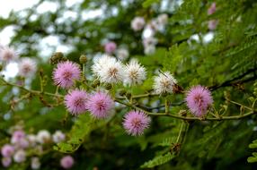 Pink and White Flowers
