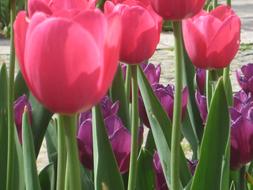 incredibly beautiful Tulip Flower