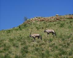 Antelope Africa Wild