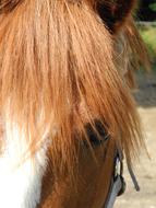Pony Horse fase