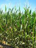 Agriculture Corn Fields green