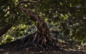 Beautiful landscape with the tree spirit in Buenos Aires, Argentina