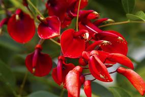 wonderful red Exotic Brazil flowers
