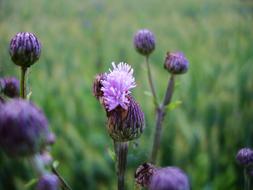 Field Thistle Prickly