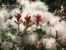 Indian Meadow flowers