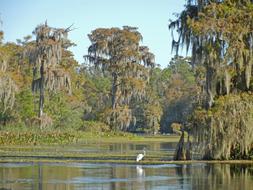 Beautiful and colorful landscape of the Wakulla Springs, with the white bird, in Florida, USA