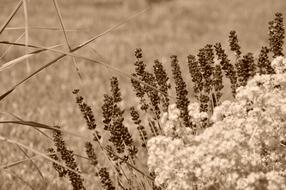 Lavender blossoms at blur background, Sepia