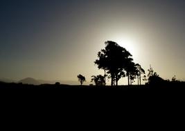 Silhouette Trees backlighting