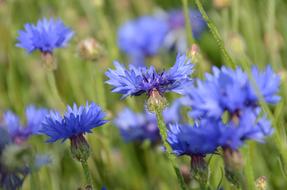 Flowers Blue green