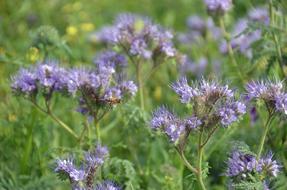 Attack Flowers Meadow violet