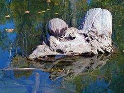 Adams River statue