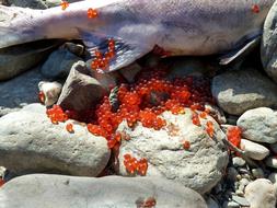 spawning salmon close-up
