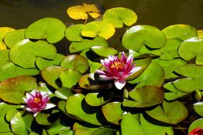 wonderful Water Lilys Flower