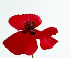macro photo of an open red poppy bud