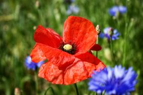 ravishing Poppy Color Blossom