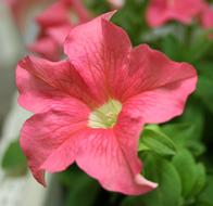 magnificent Petunia Flower