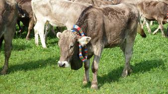 cows on a pasture in bavaria close up