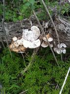 Mushrooms on Tree Bark close-up