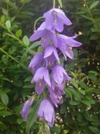 wonderful Wild Purple flower