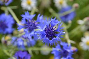 Blue cornflowers and white daisies on Meadow