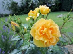 bush with yellow roses in the garden