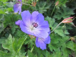 extraordinarily beautiful Cranesbill Flower Blossom