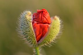 incredibly beautiful Bloom Red