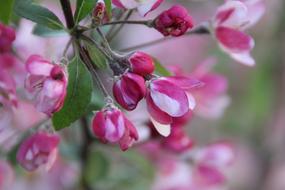 Flowers Pink Ornamental