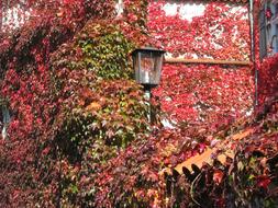 Autumn Leaves trees on street