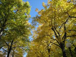 Autumn Leaves Trees in park