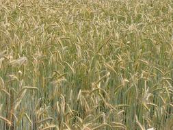 Cereals ripening on field, background