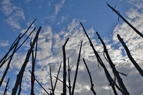 dry tree branches against the background of clouds and blue sky