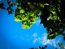 Blue Sky and tree Leaves