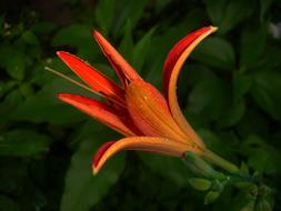Lily Flower Garden orange