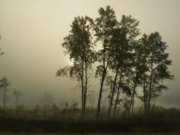 Beautiful landscape with the colorful plants, in the foggy morning