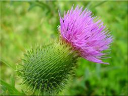 goodly Thistle Blossom