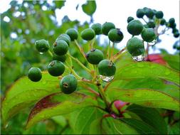 Rain Drip Mood berry