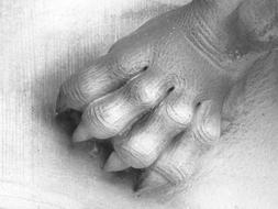 Paw Claw Stone